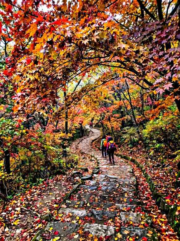 한국 내장산의 울긋불긋 화려한 단풍 터널길
