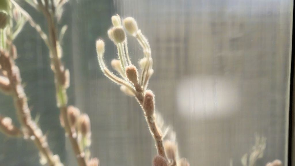 한국 가정집에서 압축팩과 파우치를 활용하여 캐리어를 정리하는 모습
